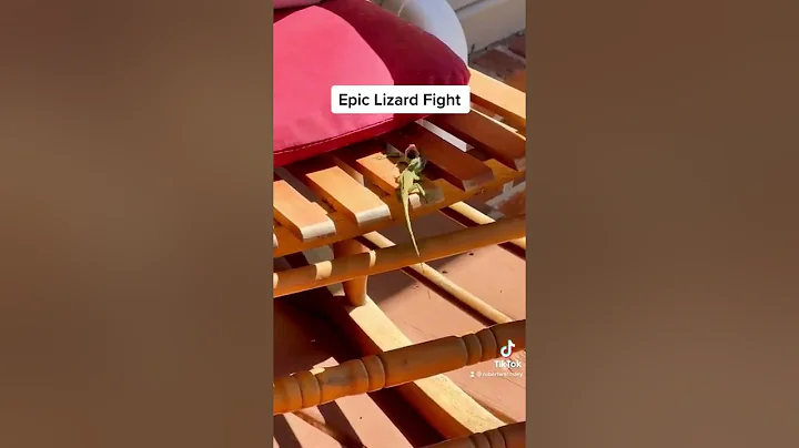 Epic Lizard Fight