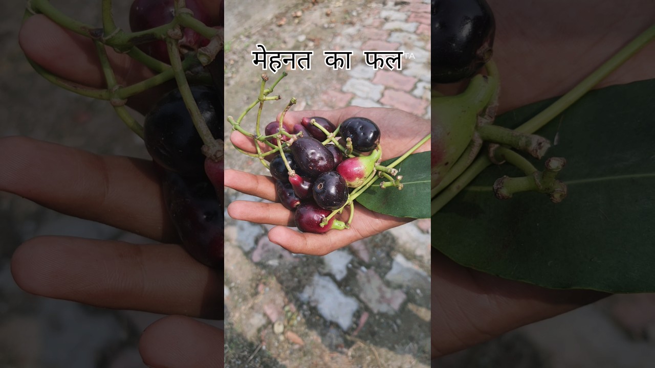 Jamun ke fayde Health benefits of Blackberry मेरा जामुन का पेड़