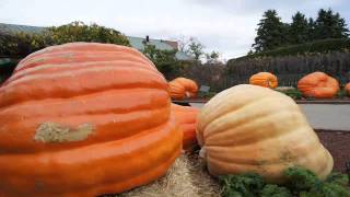 Sony Alpha 33 Slt Fall Pictures