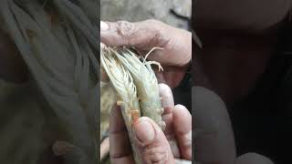 Perbedaan udang cewek dan udang cowok