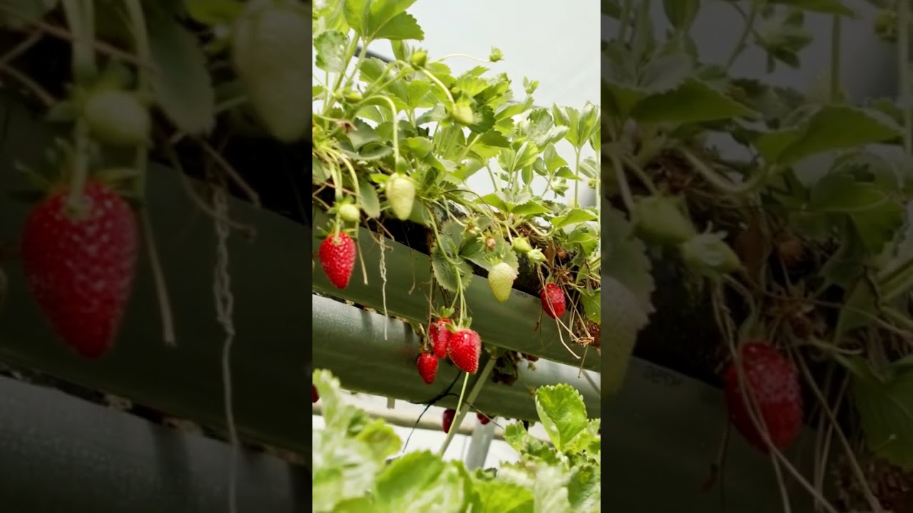 Vertical strawberry garden | Jardin vertical de fresas!!!!!!!