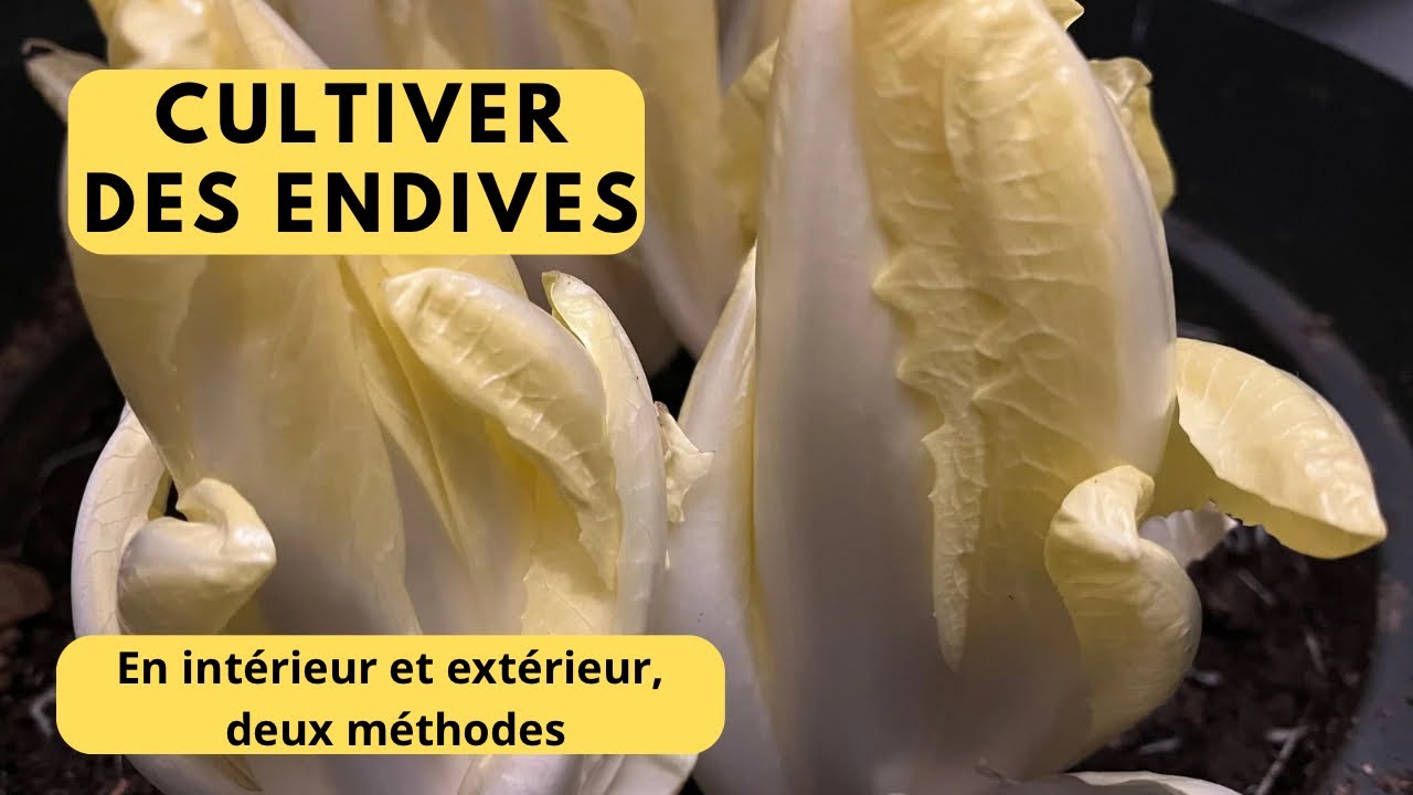 Cultiver des endives