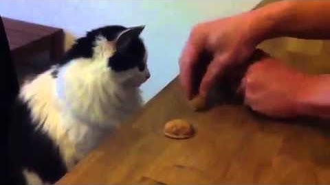 Shell game gambling and winning Cat