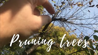 Pruning trees the right way/ correcting water sprouts