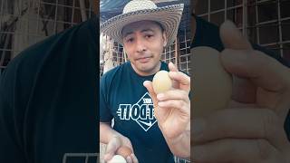 la verdad sobre los huevos de colores