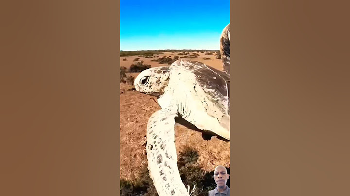 sea turtle stuck in dry tidal mud flats. #turtle #seaturtles #turtleneck #remix #greenscreen #shorts