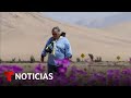 El desierto de atacama considerado el ms rido del mundo se cubre de flores  noticias telemundo