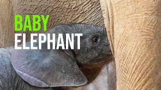 Night of Excitement at BIOPARC Valencia After the 'Live' Birth of a Second Elephant