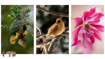 46 سورة الأحقاف القارئ سعد الغامدي