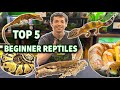 The dudes top 5 reptiles for beginners