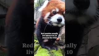 Moshu the red panda