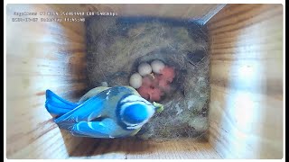 Live aus dem Vogelhaus #1: Frühjahr 2024 - Meisen in ihrer natürlichen Umgebung