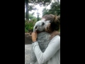 Video perro que se desmayó al reunirse con dueña se hace viral