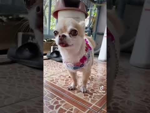 วีดีโอ: แก้ไขบ้านสำหรับสุนัขภูมิแพ้