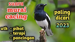 Suara Burung Murai Cacing Paling Dicari 2023.