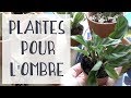  5 plantes pour une pice sombre  1