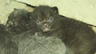 Gray Cat Gave Birth To 5 Kittens I Found Them