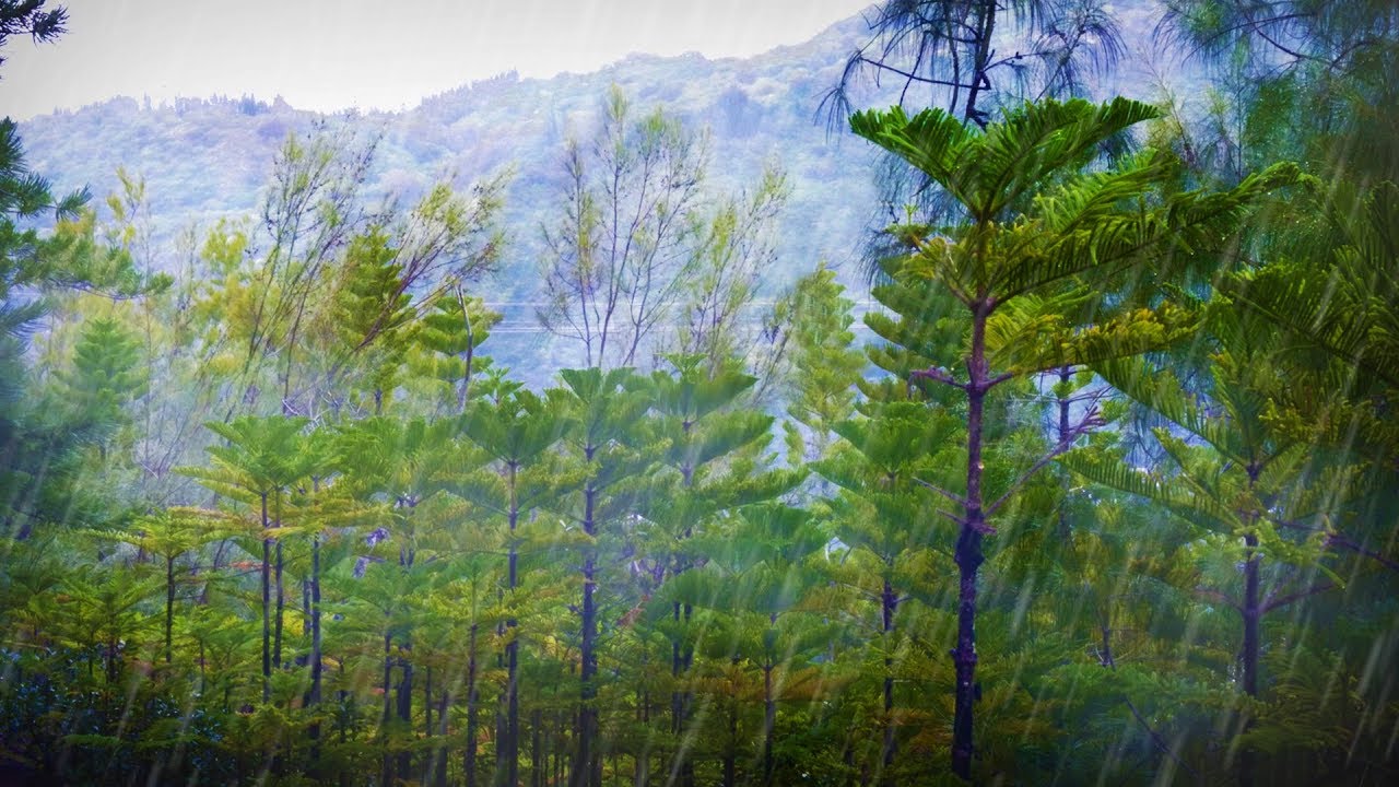 Forest Rainstorm Sound for Sleeping or Studying | Rain Sounds White Noise 10 Hours