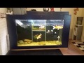 DIY Plywood Koi Aquarium 500 Gallons- Indoor Pond Update 2 DIY Plywood Koi Aquarium 500 Gallons- Indoor Pond Update 2