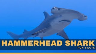 Hammerhead shark facts for kids - Hammerhead Shark Diet, habitat, attack & living