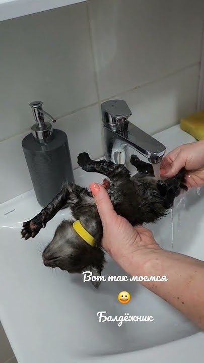 Малыш чаузи ф1 85%дикой крови #чаузи #котопес #рысь #чаузиф1 #chausie # ...