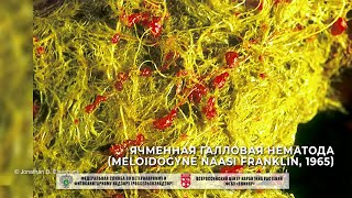 видео: Ячменная галловая нематода (Meloidogyne naasi Franklin, 1965) картинка: Ячменная галловая нематода (Meloidogyne naasi Franklin, 1965)