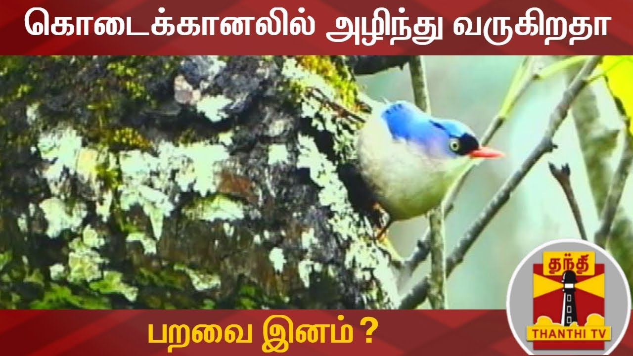 கொடைக்கானலில் அழிந்து வருகிறதா பறவை இனம்? | Kodaikanal | Bird Species ...