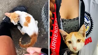 Biker rescues kitten stuck in the road in the Philippines by Viral Press 1,481 views 2 years ago 1 minute, 45 seconds