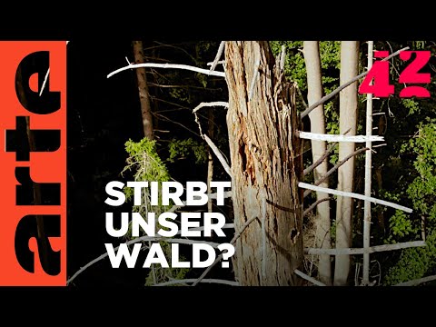 Video: Mein Baum ist dehydriert – Erfahren Sie, wie Sie einen trockenen Baum retten können