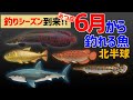 【あつ森】6月から釣れる魚の魚影や出現時間・条件・釣り方のコツを解説！サメや高い値段で売れるレア熱帯魚たちでお金を稼げる激熱シーズン［北半球編］【6月の生き物】