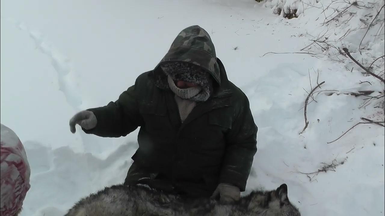 Проверка капканов на волка. - YouTube
