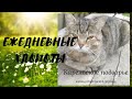 Ежедневные хлопоты