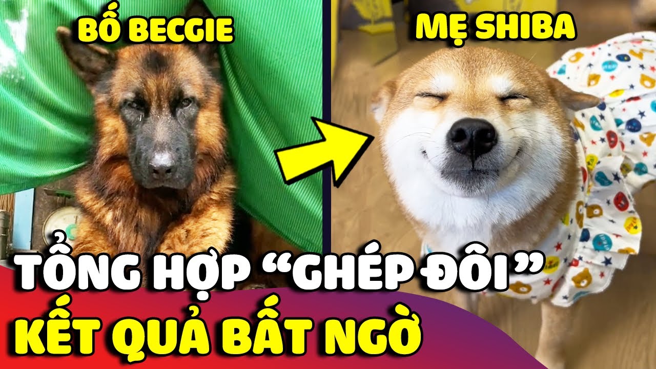 Tổng hợp những màn 'GHÉP ĐÔI' khó đỡ của loài chó với 'KẾT QUẢ' dở khóc dở cười 😅 | Gâu Đần