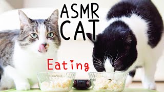 ASMR Cats Eating #90