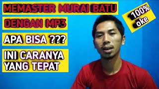 cara memaster murai batu agar cepat masuk