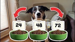 My DOG DECIDES How Much Time I Have To Make this GAME!