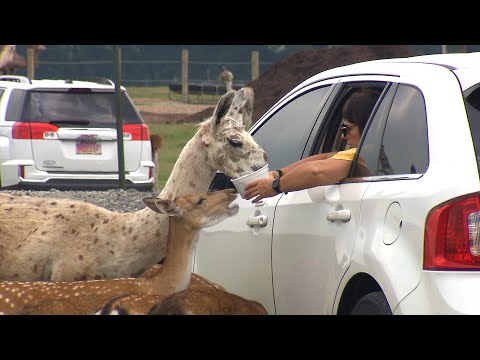 Video: Tennessee Safari Parkı: Ziyarətçi Bələdçisi