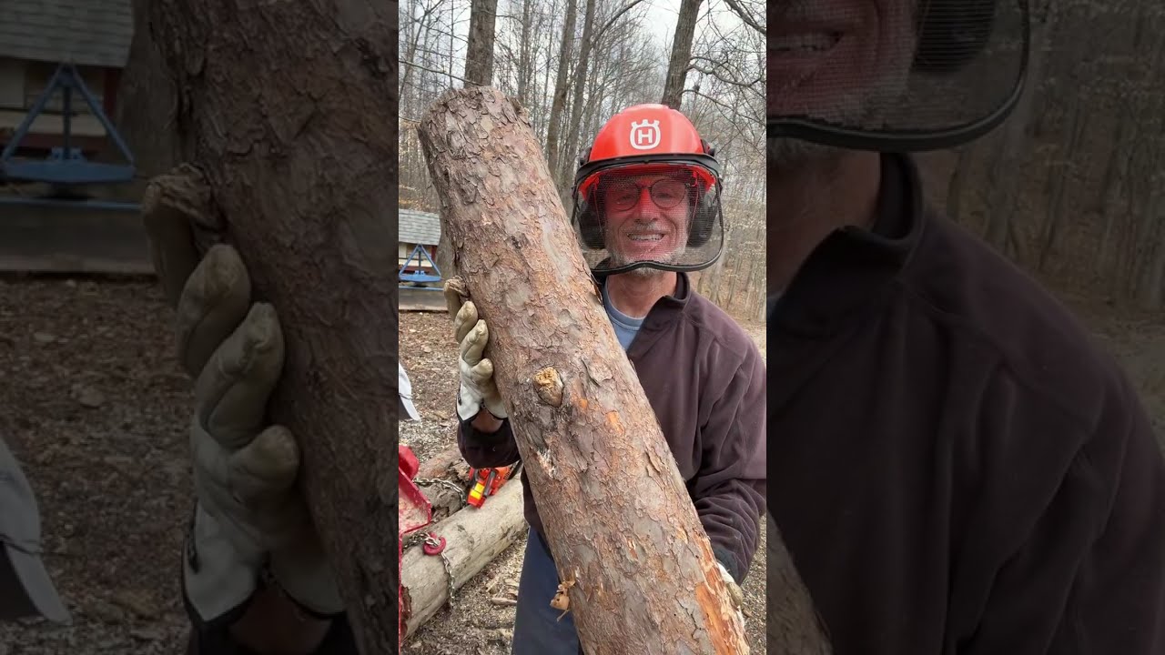 Buckin’ beech to pine 