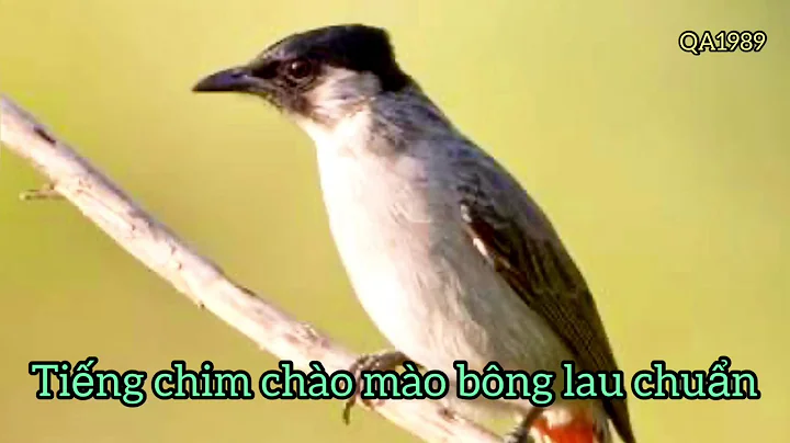 Ting chim cho mo bng lau chun by thng rt hay.