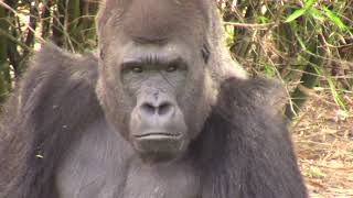 Western Lowland Gorillas at Zoo Miami