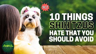 10 Things Shih Tzus Hate That You Should Avoid by Animal Insider + 140 views 1 month ago 10 minutes, 2 seconds