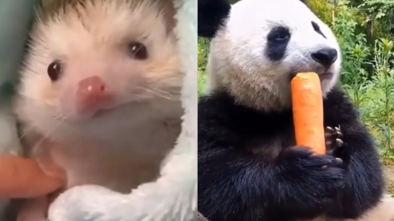 baby animals so cute 😍 video compilation cute and funny moment 💫 YouTube