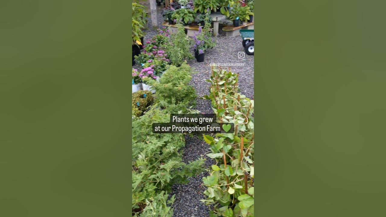 Reems Creek Nursery Plants we grew at our Propagation Farm