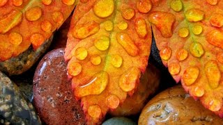 Leafs, Water & Stones | FREE JIGSAW PUZZLE DOWNLOAD | ALL HD IMAGES screenshot 5