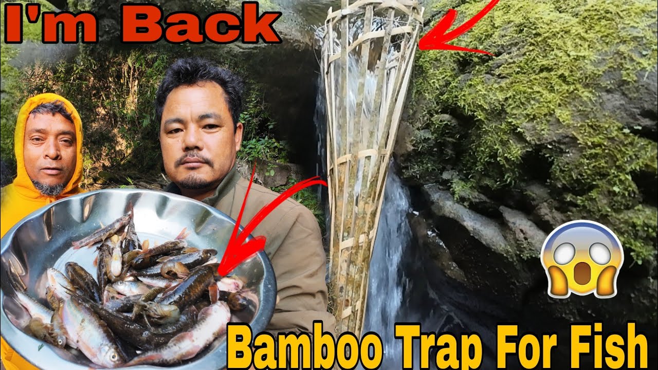 Jungle Adventure is Back||Traditional Bamboo Trap For Fish 🐟