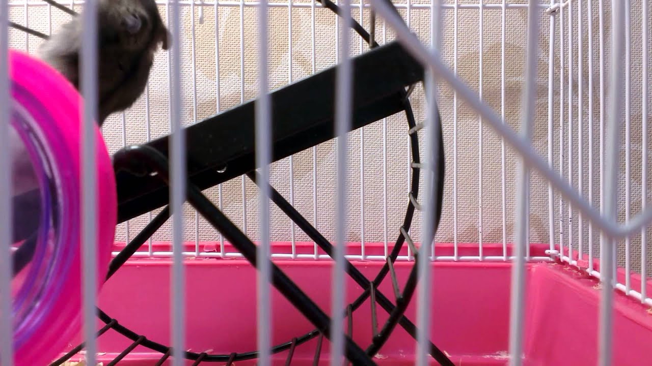 Джунгарские хомяки, и уход за ними