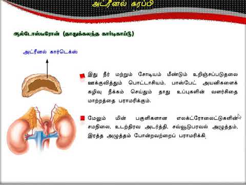 Adrenal | Reproductive | Thymus|Gland | அட்ரினல் சுரப்பி| இனப்பெ ருக்கச் சுரப்பிகள்| தைமஸ் சுரப்பி