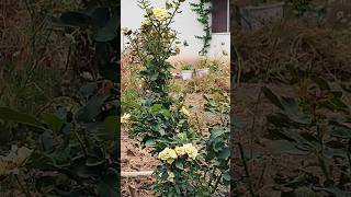 🌿🌹🌿🌹🌿#shorts #beautiful#blooming #nature #flowers #love#garden #song#plants #arijitsingh #shortvideo