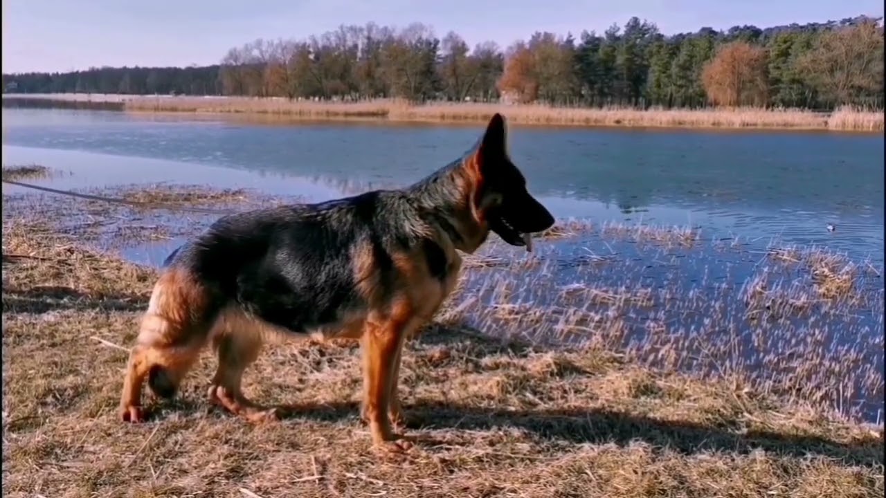 Owczarki Niemieckie Hodowla z Mylnej Gromady ZKwp/FCI kom.606 902 687