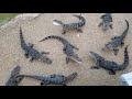 Gators feeding FL